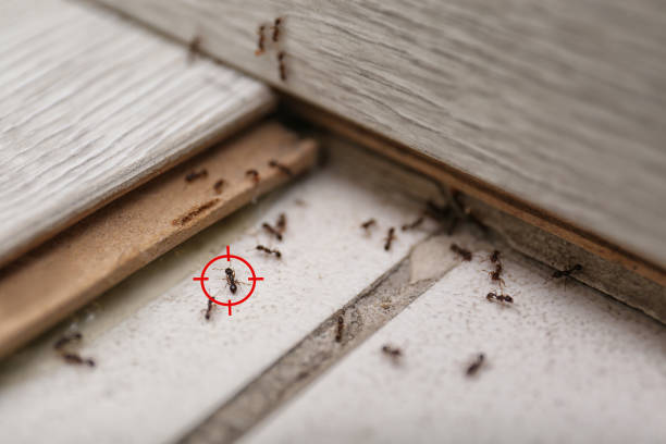 Best Pest Removal Services  in Darmstadt, IN