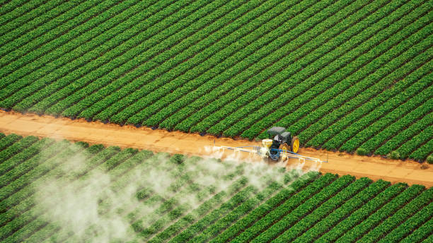 Best Termite Control Services  in Darmstadt, IN
